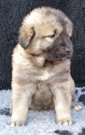 Kaukázusi juhászkutya