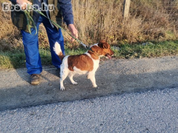 Sima szőrű foxterrier