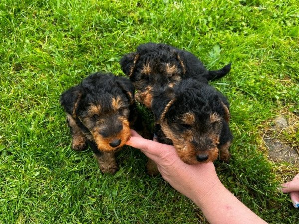 Welsh terrier