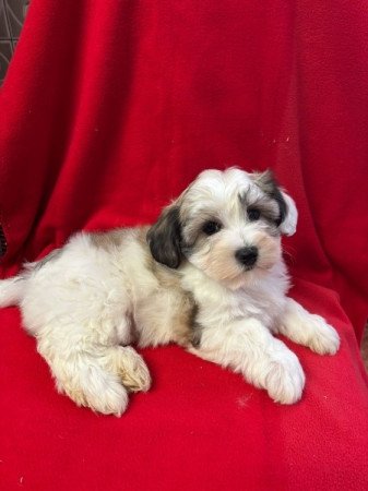 Havanese