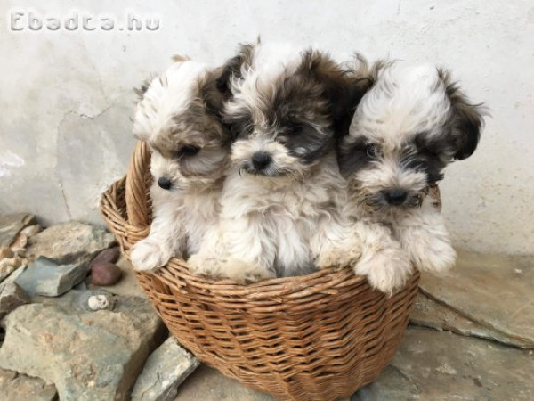 Eladó kan bichon havanese kiskutya