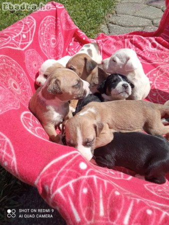 Amerikai staffordshier terrier amstaff kiskutyák.