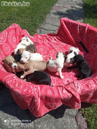 Amerikai staffordshier terrier amstaff kiskutyák.