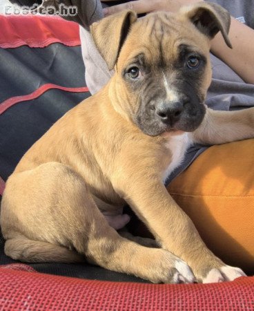 Amerikai pitbull terrier kölykök