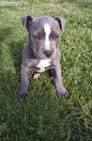 Amerikai pitbull terrier kölykök