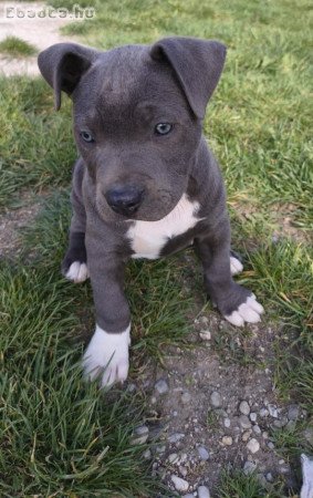 Amerikai pitbull terrier kölykök