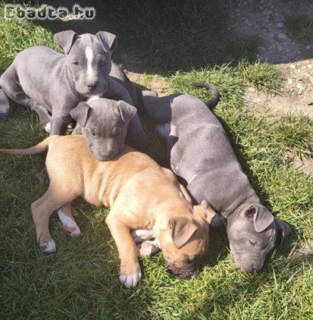 Amerikai pitbull terrier kölykök