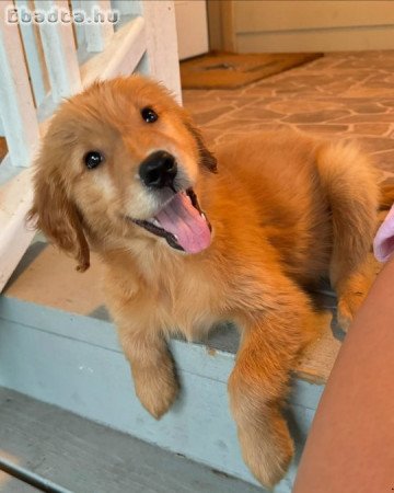 Arany Retriever kölykök