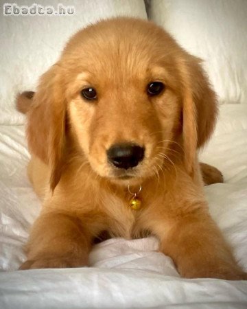 Arany Retriever kölykök