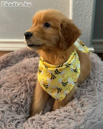 Arany Retriever kölykök