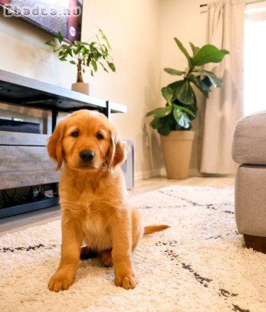 8 hetes Golden Retriever kölykök 🐶✨
