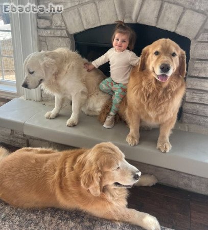 8 hetes Golden Retriever kölykök 🐶✨