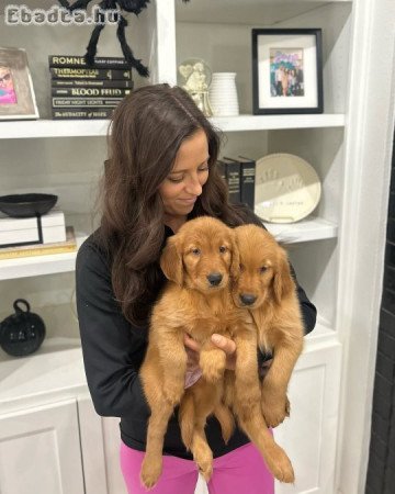Csodás Golden Retriever kölykök keresnek ! ❤️🐶