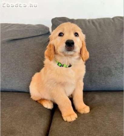 8 hetes Golden Retriever kölykök 🐶✨