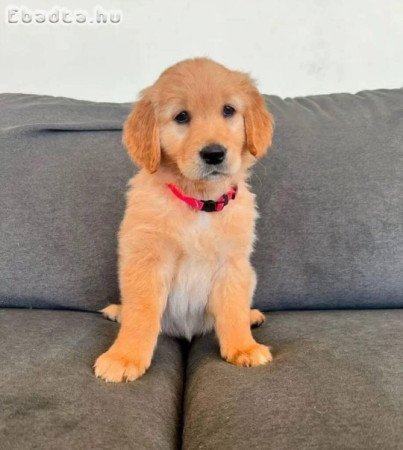 8 hetes Golden Retriever kölykök 🐶✨