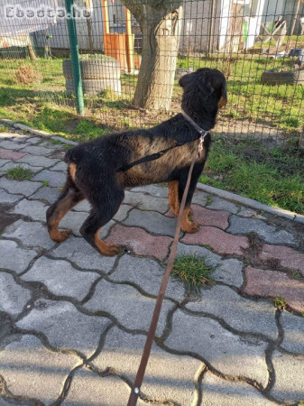 Rottweiler kislány eladó