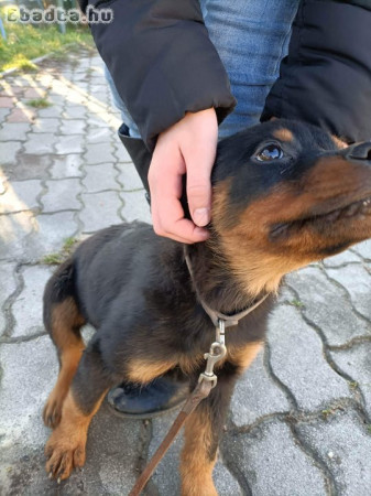 Rottweiler kislány eladó