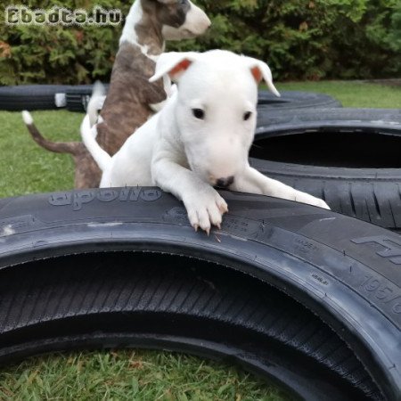 Minőségi bullterrier kiskutyák eladók