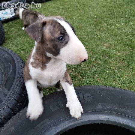 Minőségi bullterrier kiskutyák eladók