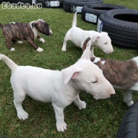 Minőségi bullterrier kiskutyák eladók