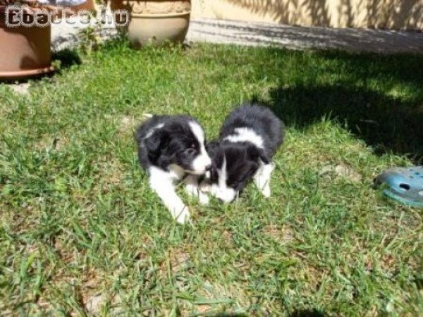 Border Collie kiskutyák