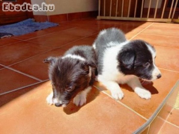 Border Collie kiskutyák