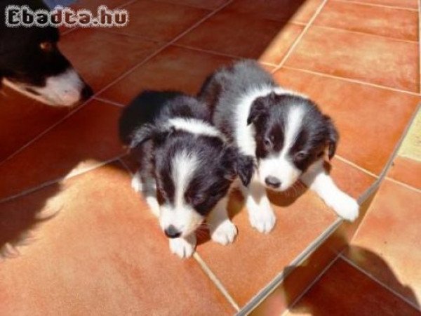 Border Collie kiskutyák