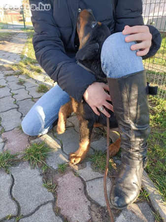 Rottweiler kislány eladó