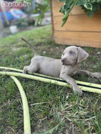 Weimari vizsla kölykök