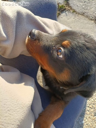 Rottweiler kislány eladó