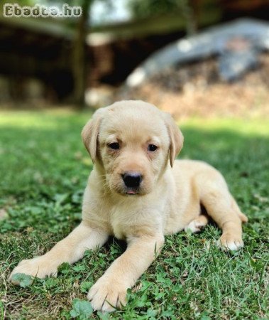 Labrador kiskutyák