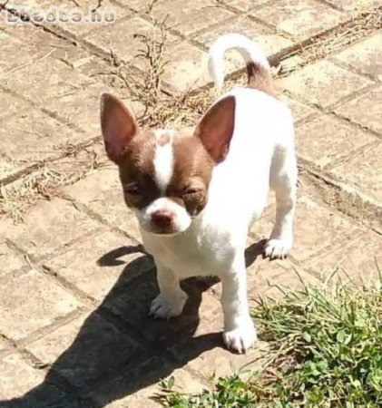 Törzskönyves Chihuahua babàk