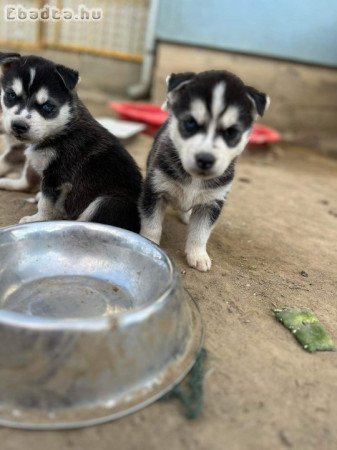 Eladó husky kiskutyák