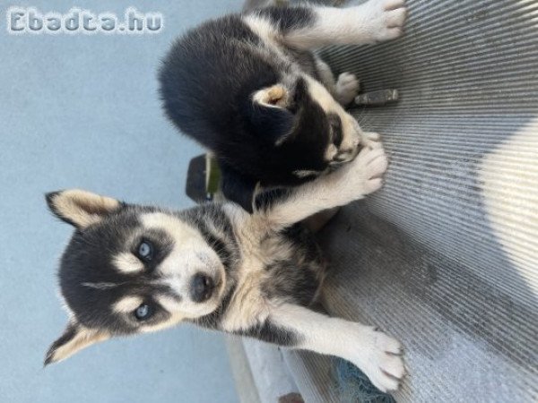 Eladó husky kiskutyák