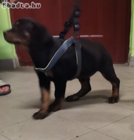 Rottweiler