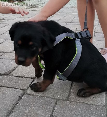 Rottweiler