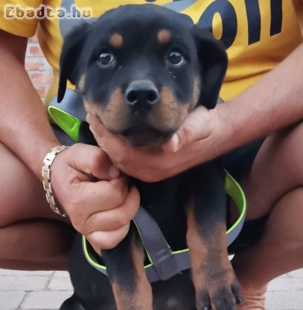 Rottweiler