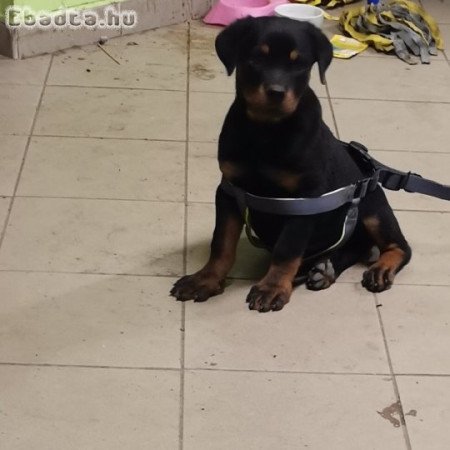 Rottweiler