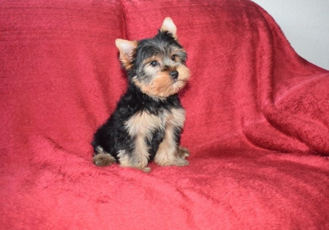 Yorkshire terrier