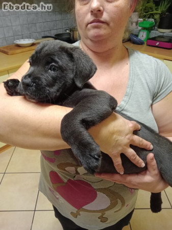 Cane corso kiskutyák  eladók