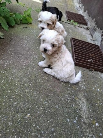 Bichon Havanese