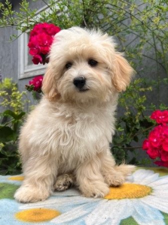 Máltai selyemkutya x törpe uszkár