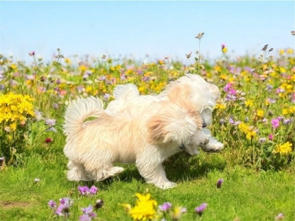 Máltai selyemkutya x törpe uszkár