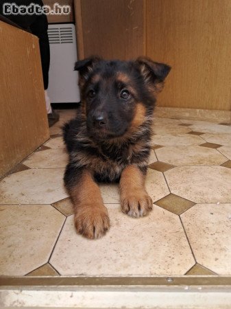 Német juhász kiskutyák eladók