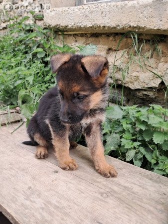 Német juhász kiskutyák eladók