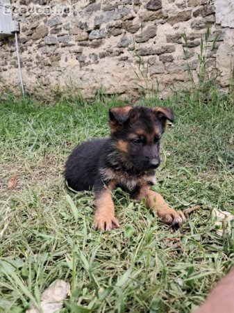 Német juhász kiskutyák eladók