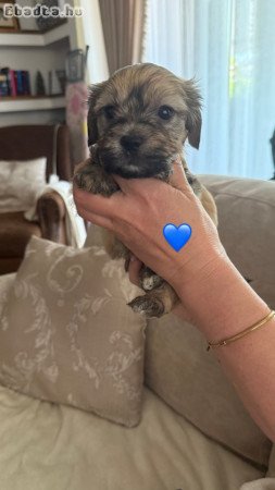 Bichon Havanese kiskutyák