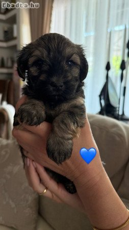 Bichon Havanese kiskutyák