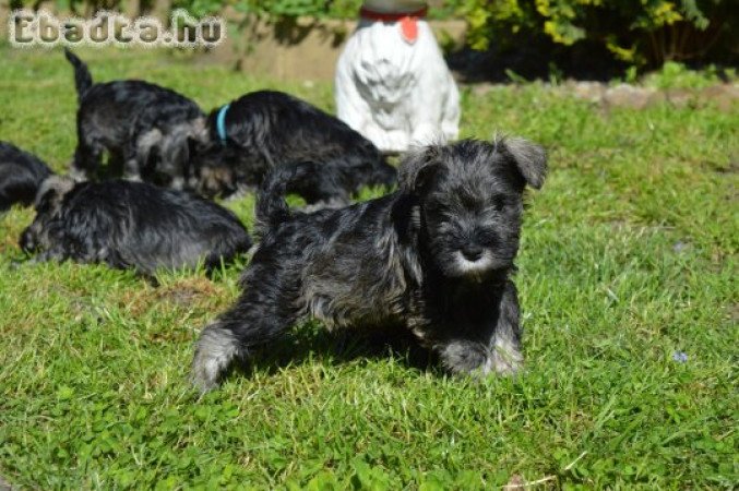 Törpe schnauzer törzskönyvezett kölykök