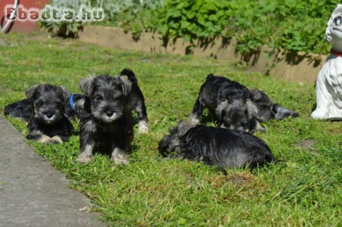 Törpe schnauzer törzskönyvezett kölykök